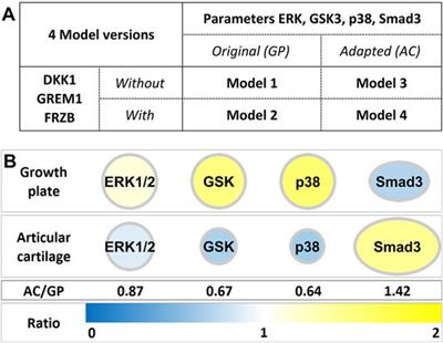 An ECHO of Cartilage: In Silico Prediction of Combinatorial Treatments to Switch Between Transient and Permanent Cartilage Phenotypes With Ex Vivo Validation